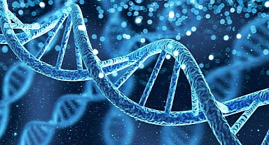 Araştırmacılar Y eşey kromozomunun haritalandırılmasını tamamladı