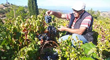 Bu yılki üzümü Karabağlar Belediyesi'ne borçluyuz