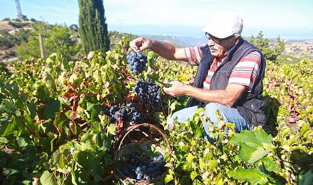 Bu yılki üzümü Karabağlar Belediyesi&#039;ne borçluyuz