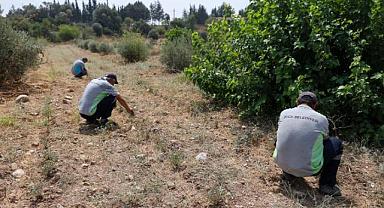 Buca Belediyesi Adaçayı İhraç Edecek