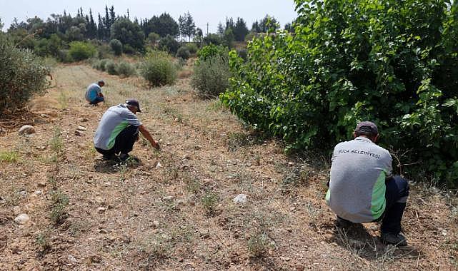 Buca Belediyesi Adaçayı İhraç Edecek