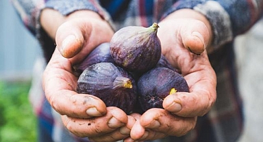 Cennet meyvesi incir ihracat yolcusu