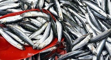 Hamsi ve lüferde bolluk beklentisi