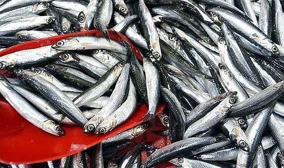 Hamsi ve lüferde bolluk beklentisi