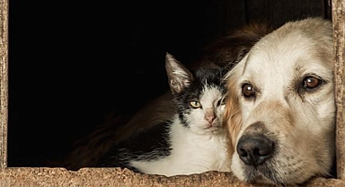 Hayvan haklarını ihlal eden kişileri paylaştı, tutuklandı!