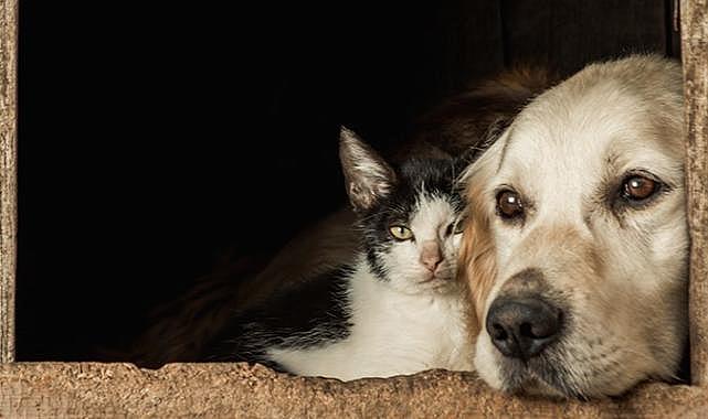 Hayvan haklarını ihlal eden kişileri paylaştı, tutuklandı!