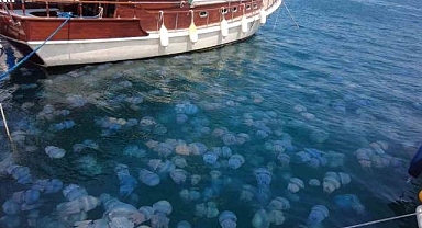 İzmir'in gözde ilçesinde mavi denizanası tehlikesi!