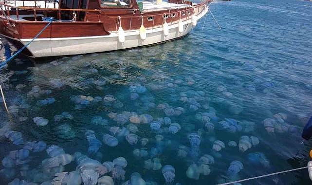 İzmir&#039;in gözde ilçesinde mavi denizanası tehlikesi!