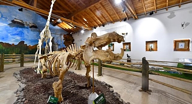 İzmir'in unutulmaz fili Pak Bahadır'ın iskeleti ziyaretçileri bekliyor