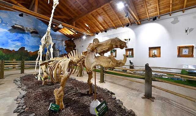 İzmir&#039;in unutulmaz fili Pak Bahadır&#039;ın iskeleti ziyaretçileri bekliyor