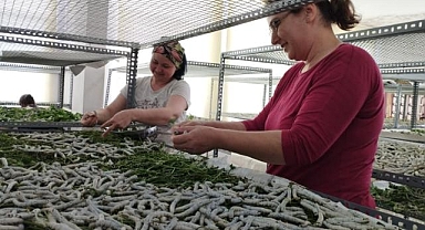 Ödemişli kadınlar ipek böcekçiliği geleneğini sürdürmekte kararlı