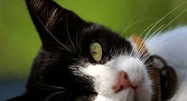 Ölümcül salgının ardından kedilere koronavirüs hapları verilecek