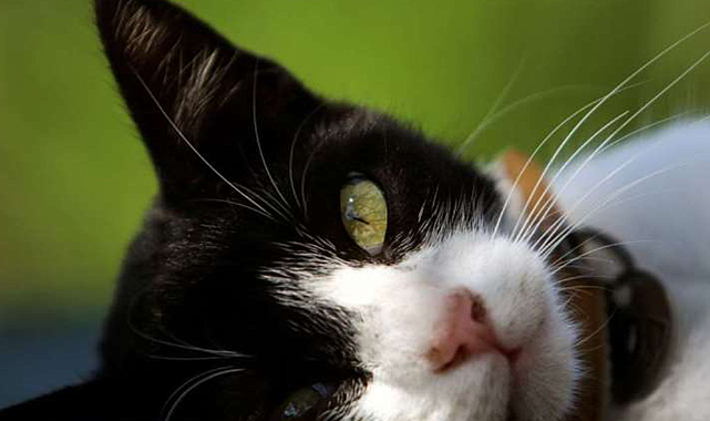 Ölümcül salgının ardından kedilere koronavirüs hapları verilecek