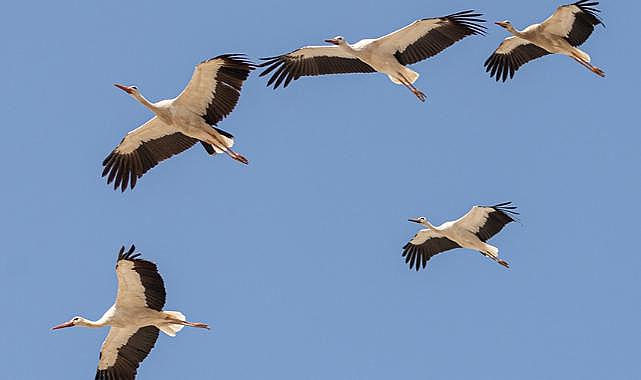 Seferihisar&#039;da neden sürekli elektrik kesintisi yaşanıyor?