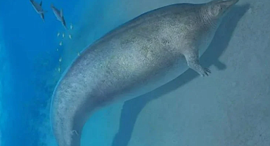 Tam 39 milyon yaşında! Dünyanın en ağır hayvanının fosili bulundu