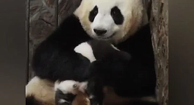 Tedavi için bir süre annesinden ayrı kalan yavru pandanın yuvasına dönüş anları böyle görüntülendi