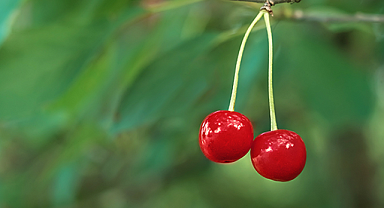 Vişnenin faydaları nelerdir? Vişne nasıl kullanılmalı? Vişnenin 6 inanılmaz faydası!