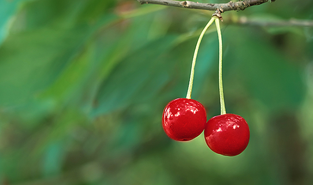 Vişnenin faydaları nelerdir? Vişne nasıl kullanılmalı? Vişnenin 6 inanılmaz faydası!