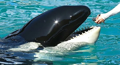 Yarım yüzyıldır esirdi, yaşamını yitirdi