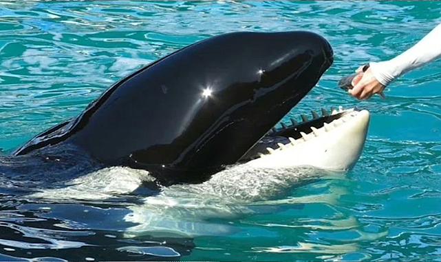 Yarım yüzyıldır esirdi, yaşamını yitirdi