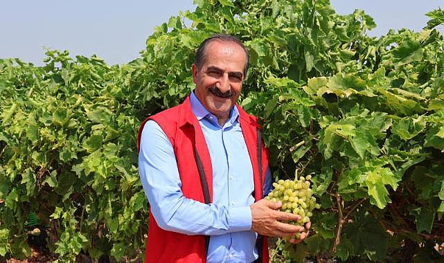 Yaş üzümde 200 milyon dolar aşılacak