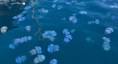 Denizanası istilası büyüyor! Foça'dan sonra şimdi de Çeşme'de, peki zehirliler mi?