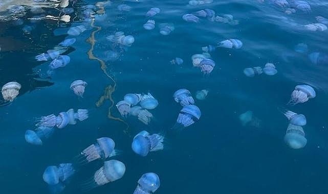 Denizanası istilası büyüyor! Foça&#039;dan sonra şimdi de Çeşme&#039;de, peki zehirliler mi?