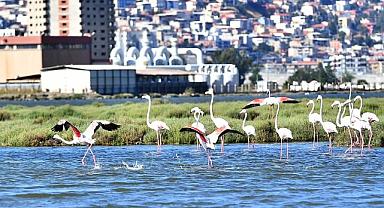Doğaseverler Flamingo Festivali’nde buluşacak