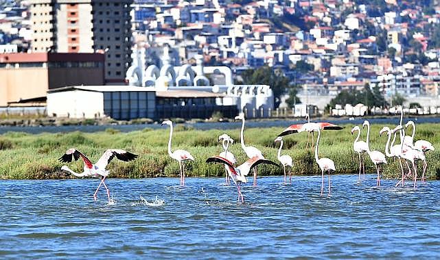 Doğaseverler Flamingo Festivali’nde buluşacak