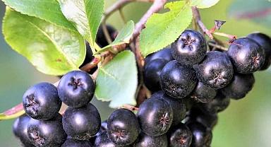 'En az 10 yıl gençleştirir'Bu bitki botoks etkisi yapıyor!