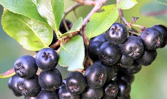 &#039;En az 10 yıl gençleştirir&#039;Bu bitki botoks etkisi yapıyor!