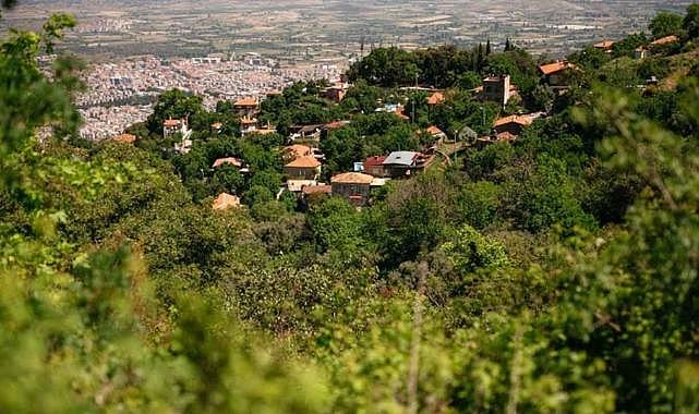 İzmir&#039;de asırlık ağaçlarla çevrili yemyeşil bir köy: Kaplan Köyü&#039;nde huzuru bulacaksınız