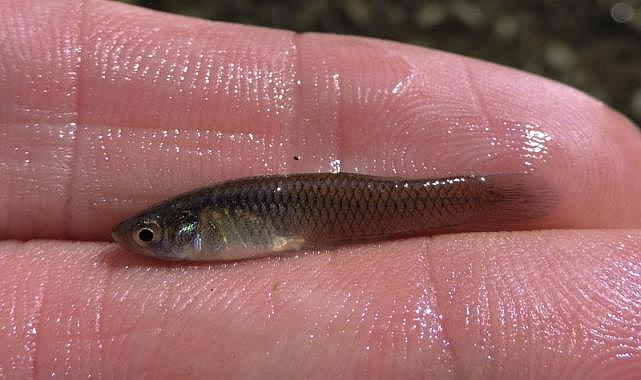 Karşıyaka Belediyesi, sivrisineğe karşı biyolojik yöntemlerle mücadele ediyor