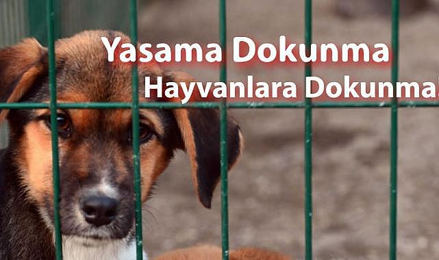 Sokak hayvanları yalnız ve savunmasız değildir!