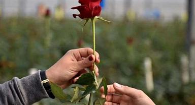 Artık sevgi göstermek de pahalı: Gül fiyatlarına büyük zam!