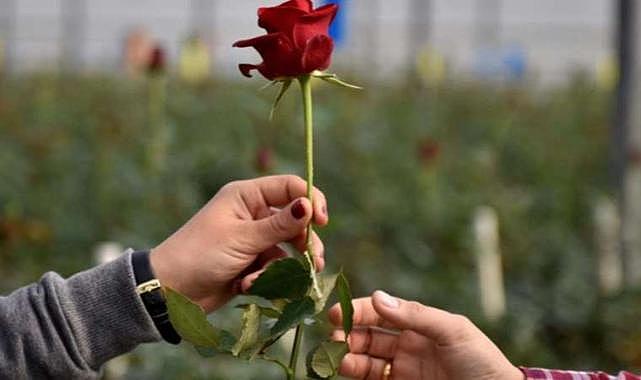 Artık sevgi göstermek de pahalı: Gül fiyatlarına büyük zam!