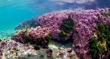 Başkan Soyer İzmir Körfezi’nde tüple dalış yaptı