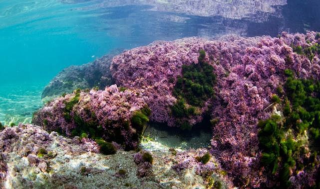 Başkan Soyer İzmir Körfezi’nde tüple dalış yaptı