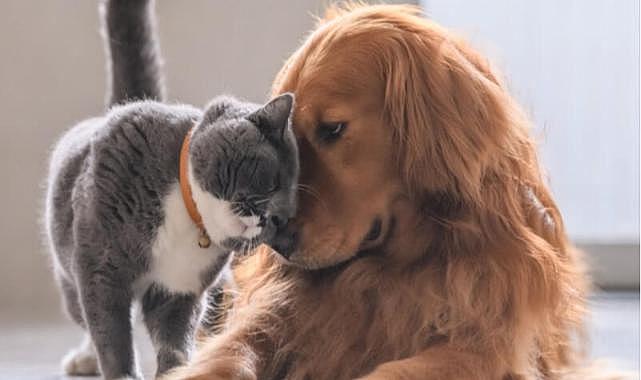 Bazıları köpek bazıları kedi sever, peki neden?