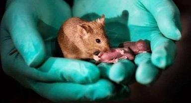 Bilim insanları, uzayda ilk defa fare embriyosu büyüttü