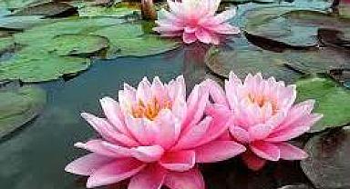 Bu çiçeği koparan yandı: Cezası 244 bin TL!