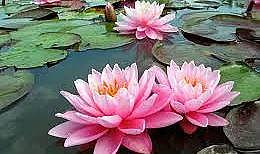 Bu çiçeği koparan yandı: Cezası 244 bin TL!