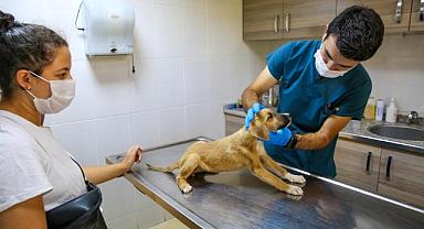 Buca'da can dostları için seferberlik başlatıldı