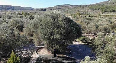 Dünyanın meyve veren en yaşlı ağacı: Kuraklığa meydan okudu