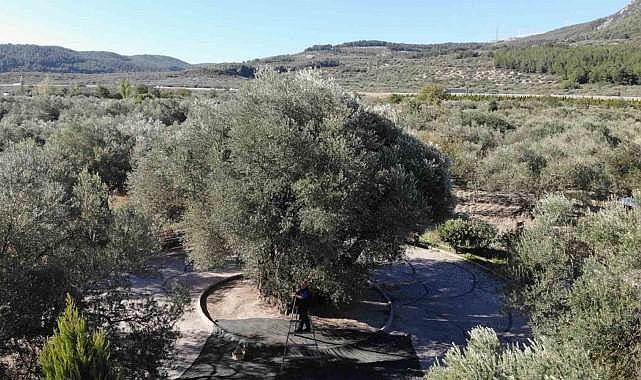 Dünyanın meyve veren en yaşlı ağacı: Kuraklığa meydan okudu