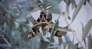 İzmir’de nadir görülen mekik kelebeği görüldü!