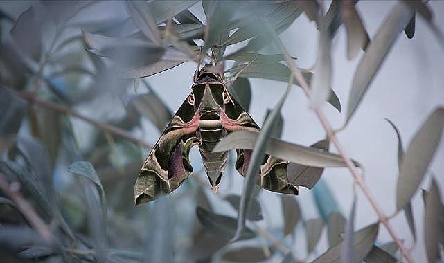 İzmir’de nadir görülen mekik kelebeği görüldü!