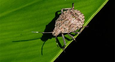 Kahverengi kokarca tehlikesine karşı uyarı geldi: Topyekun mücadele başlatılmalı