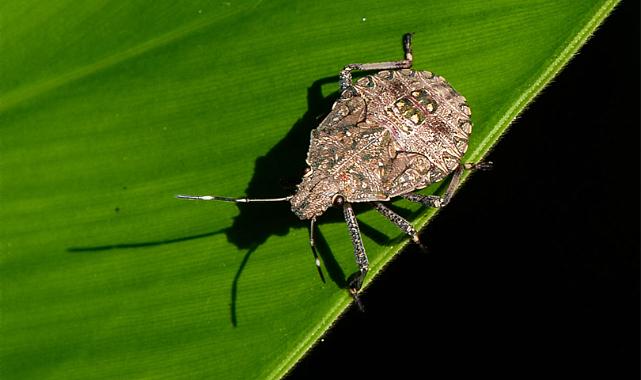 Kahverengi kokarca tehlikesine karşı uyarı geldi: Topyekun mücadele başlatılmalı