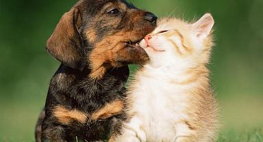 Kedi-köpek araştırması: Hangisinin daha çok sevildiği ortaya çıktı